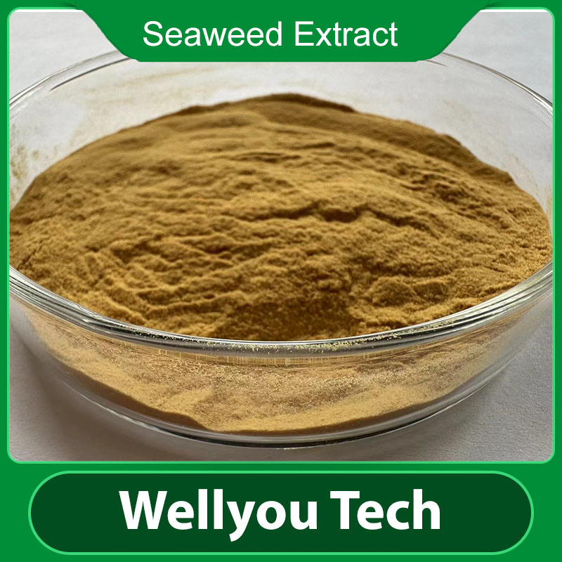 Wellyou Tech Seaweed Extract with 100% Water Soluble, Plant Biostimulant