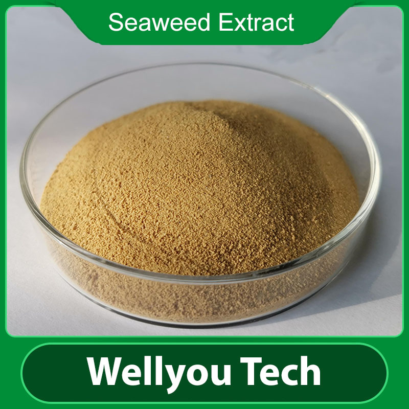 Wellyou Tech Seaweed Extract with 100% Water Soluble, Plant Biostimulant