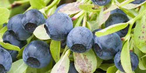 Herbal Extract Bilberry Extract 10%~25% Anthocyanidins (UV-VIS) Antioxidant