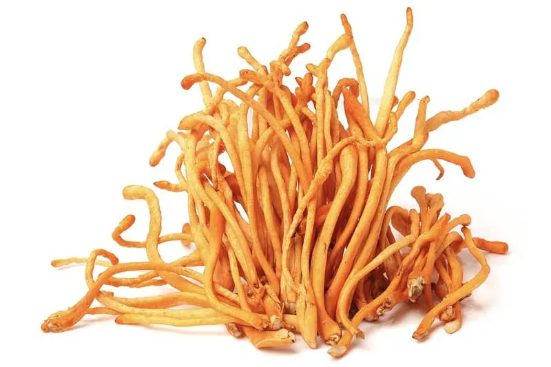 Cordyceps militaris