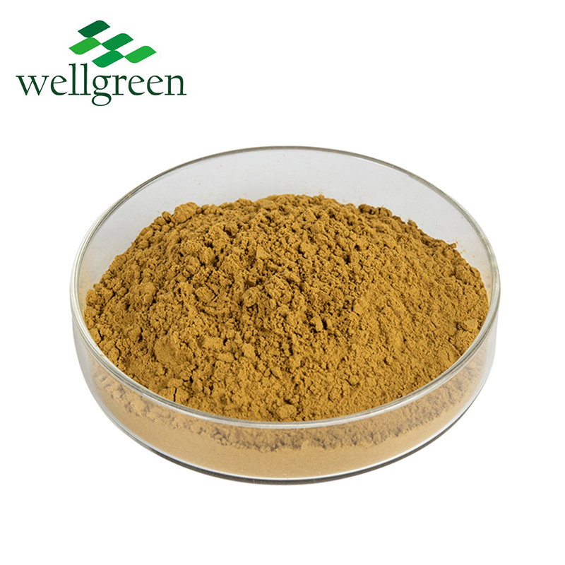 Herb Organic Plant Root Cichoric Acid 4% Powder Purpurea Echinacea Extract