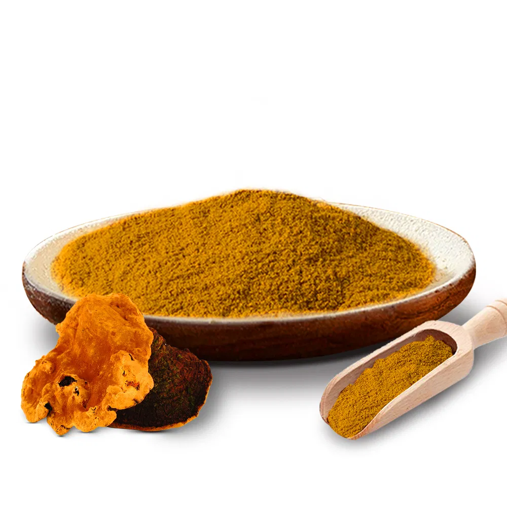 Traditional Medicine Mushroom Phellinus Linteus Extract Herbal Remedies