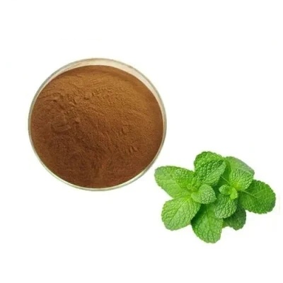 Plant Extract Water Soluble Mint Flavor Powder Natural Spearmint Extract