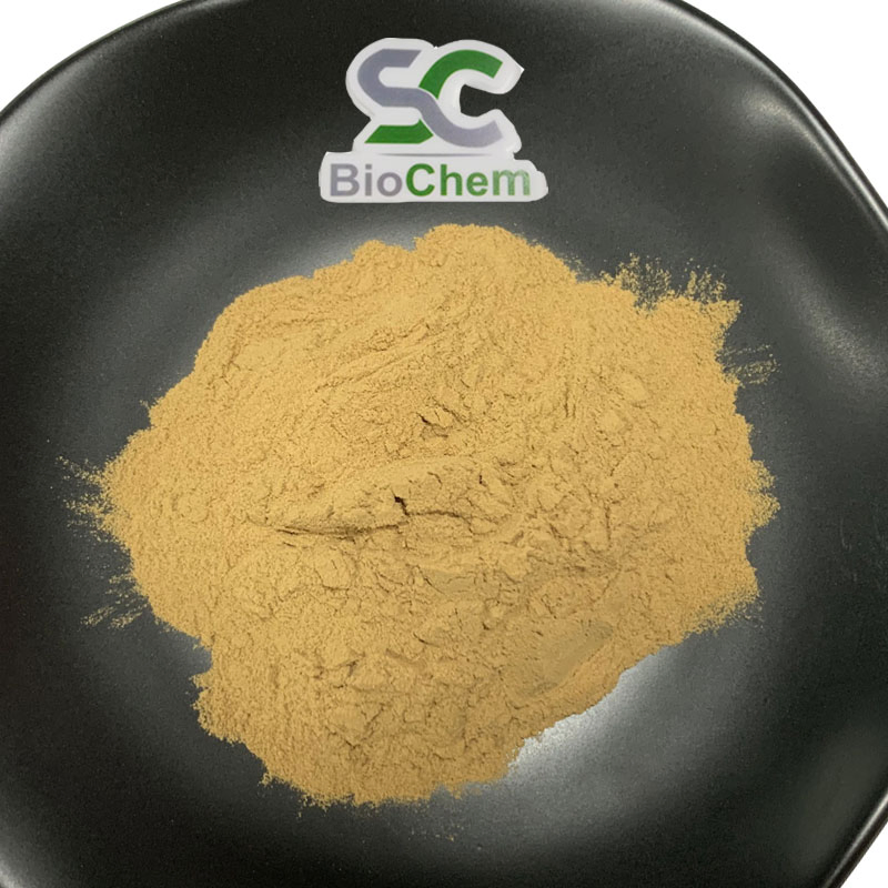 Supply Traditional Chinese Dong Quai Extract 10: 1 Angelica Root Extract