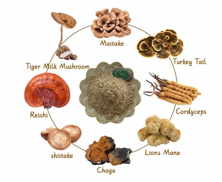 Mushroom Extract Detail 1