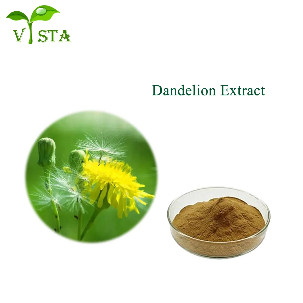 Chinese Traditional Herbabl Medicine Dandelion Flavone Flavonoids Dandelion Extract 4: 1-50: 1