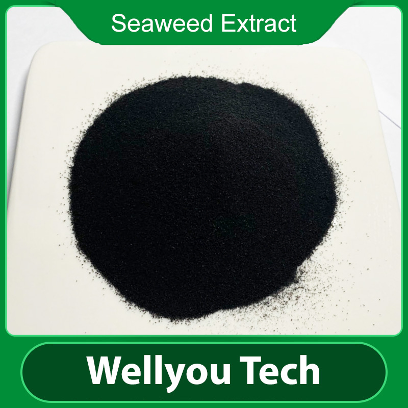 Wellyou Tech Seaweed Extract with 100% Water Soluble, Plant Biostimulant