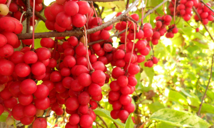 Traditional Chinese Medicine Schisandra Berries P. E. /Schisandra Chinensis (Turcz.) Baill. Extract