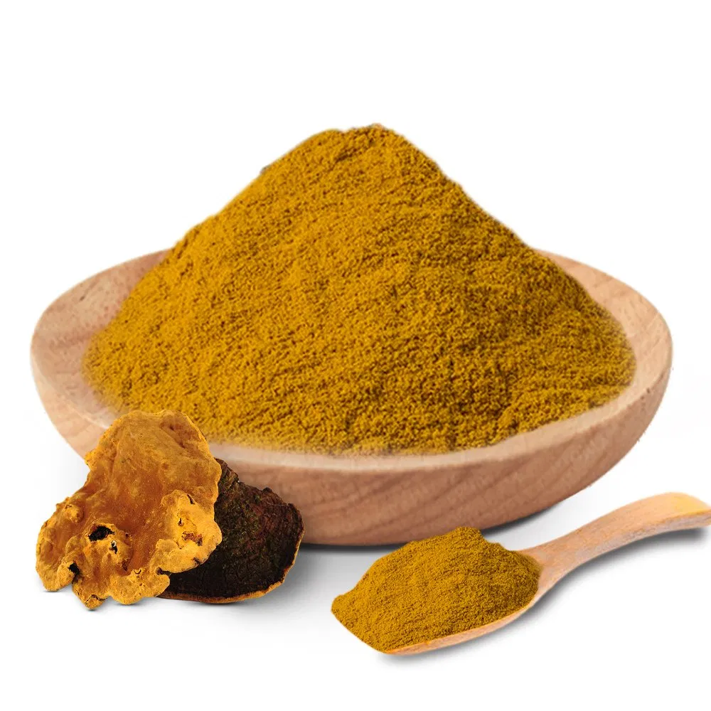 Traditional Medicine Mushroom Phellinus Linteus Extract Herbal Remedies