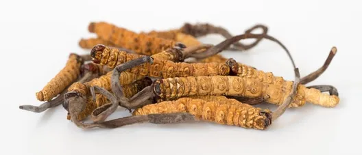 Cordyceps sinensis