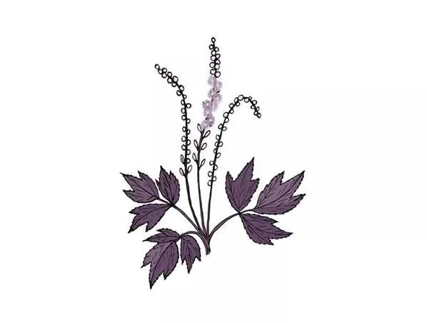 Black Cohosh Functions