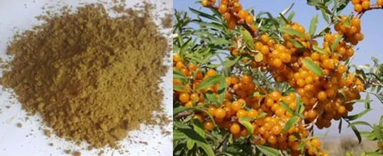 Seabuckthorn Extract