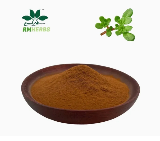 Premium Plant Extract Purslane Extract 10: 1 for Natural Health Benefits