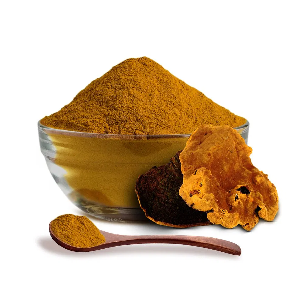 Traditional Medicine Mushroom Phellinus Linteus Extract Herbal Remedies