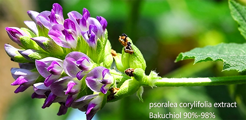 bakuchiol-006
