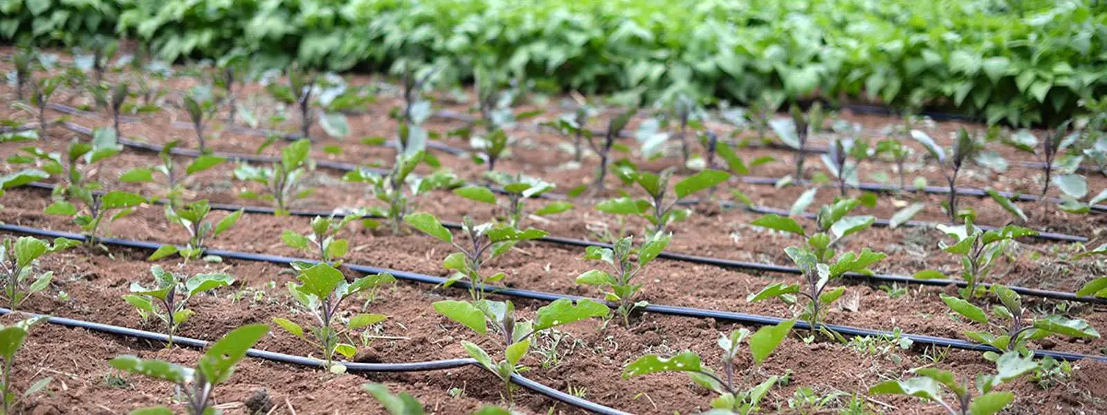 Drip Irrigation Tape System