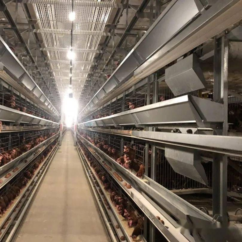 Estrutura Modular de Aço Leve Pré-fabricada para Casa de Fazenda de Aves