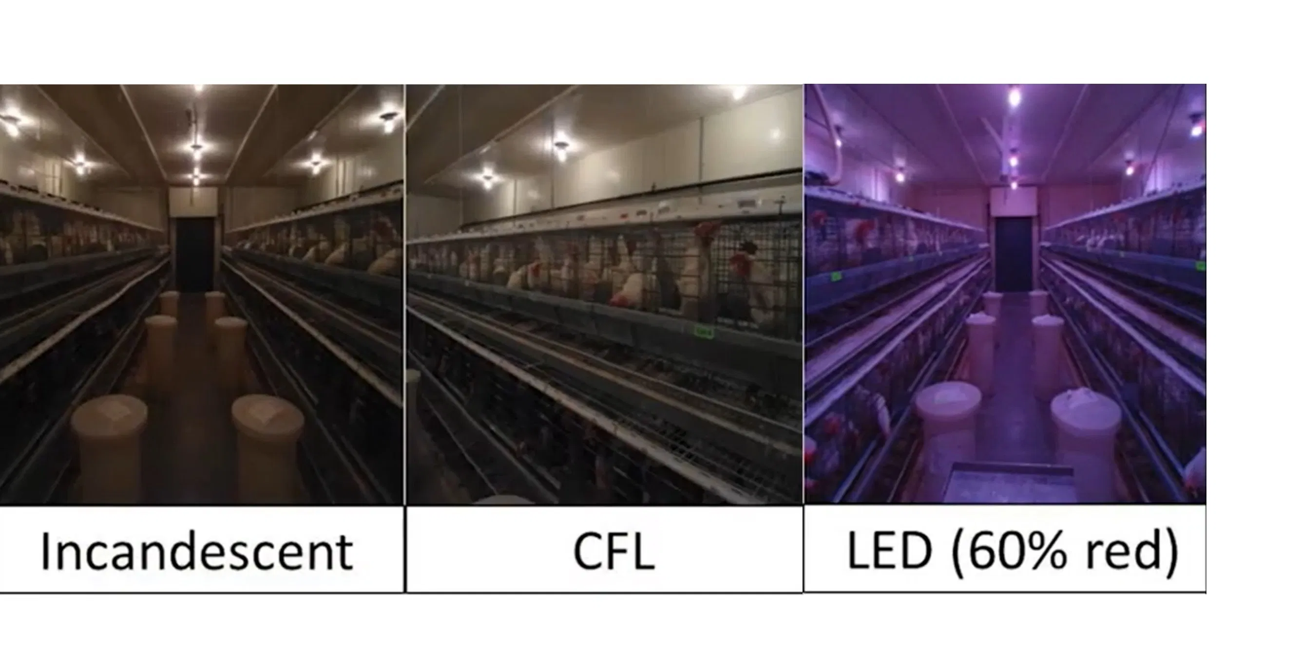 2700K Iluminação LED para Aves 10W Luz Anti Amônia de Economia de Energia Sem Flicker IP67 À Prova D'Água