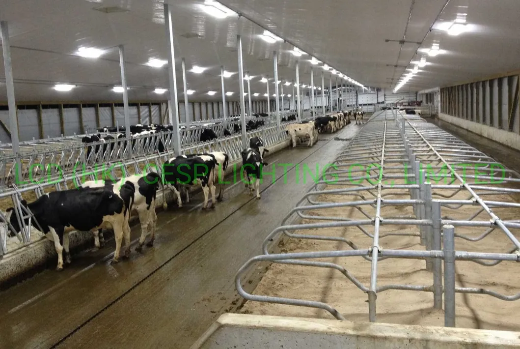 Iluminação Linear LED de Alta Lúmens 150lm/W para Iluminação de Estábulos de Gado Estrutura em Aço Inoxidável 220V 50Hz Reino Unido