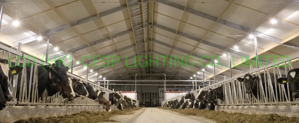 Iluminação Linear LED de Alta Lúmens 150lm/W para Iluminação de Estábulos de Gado Estrutura em Aço Inoxidável 220V 50Hz Reino Unido