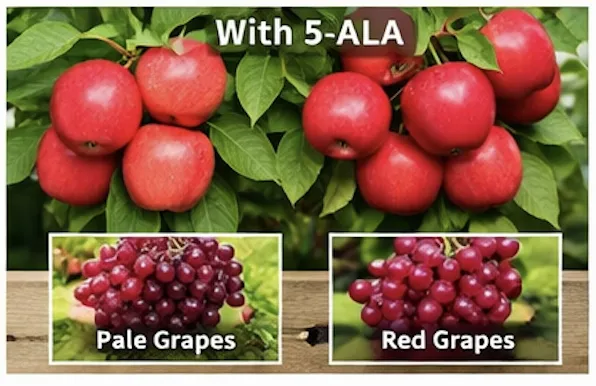 Fruit Coloring Application
