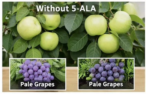 Agricultural Chemicals