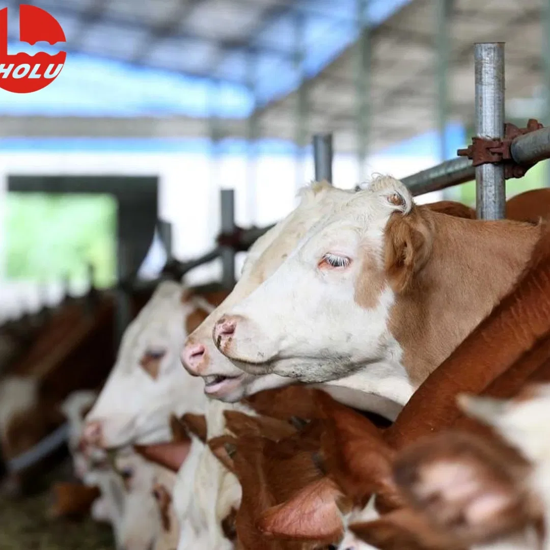 Premium Steel Cattle Sheds Top Grade Materials, Tailor Made Solutions