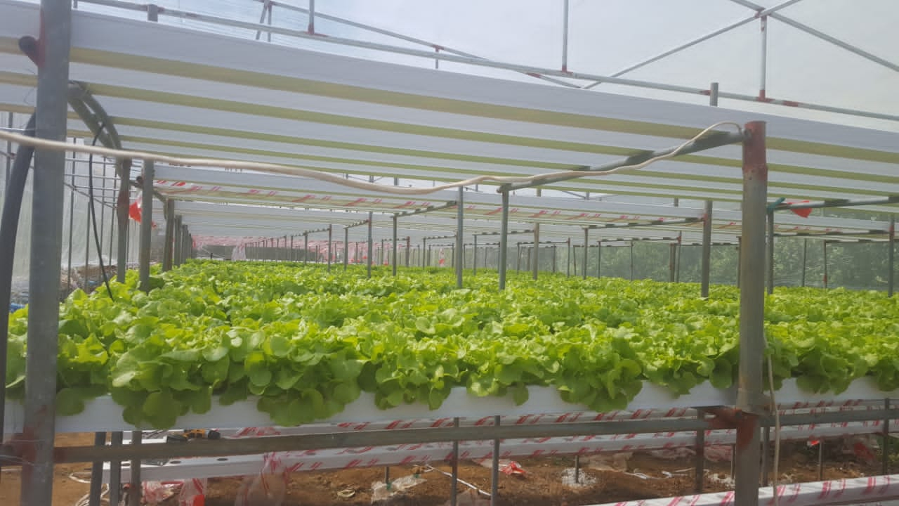 Efficient Polycarbonate Greenhouse with Hydroponic Nft Growing System for Lettuce and Multicrops