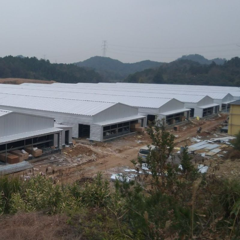 New Budget-Friendly Chicken Coop Solution