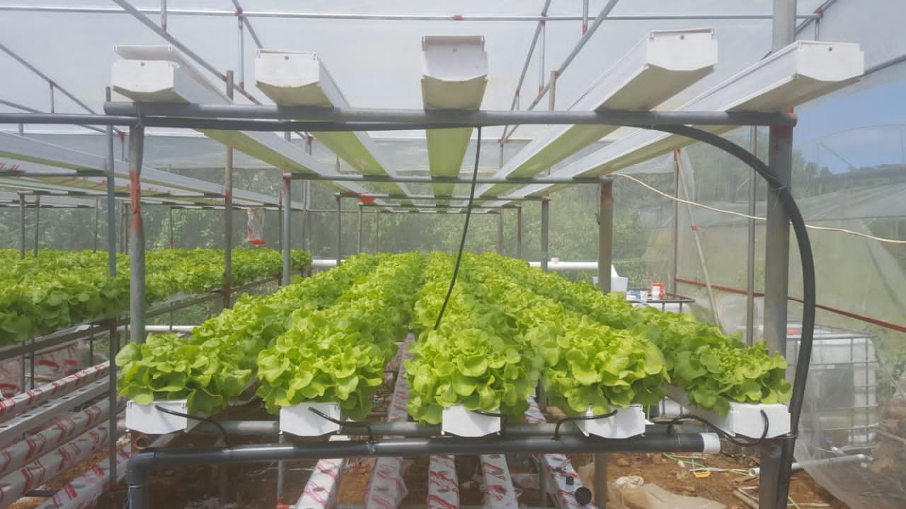 Efficient Polycarbonate Greenhouse with Hydroponic Nft Growing System for Lettuce and Multicrops
