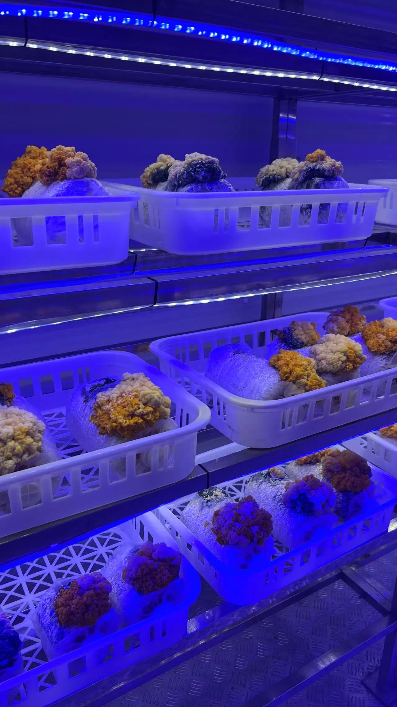 Automated Mushroom Cultivation Container Prefabricated House Design, Constant Temperature and Humidity System, User-Friendly.