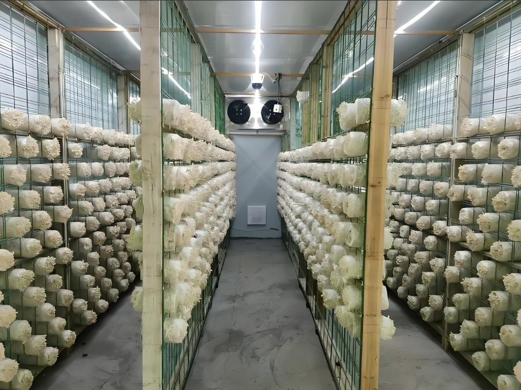 High-Efficiency Eco-Friendly Multi-Functional Smart Mushroom House Energy-Saving Prefab Cultivation System