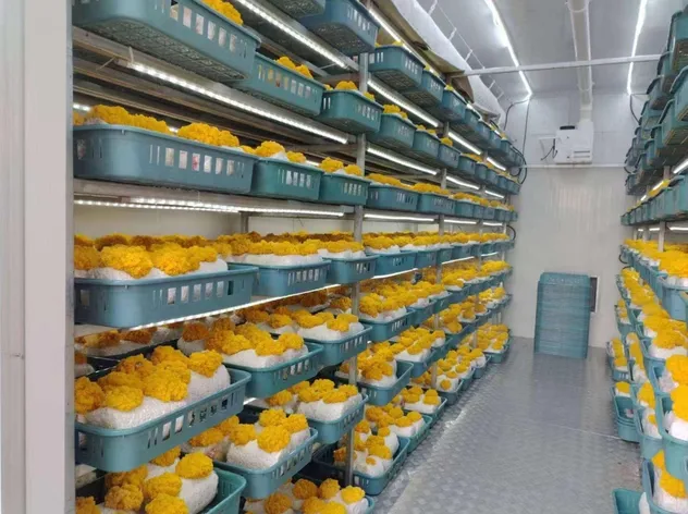 Mushroom Cultivation