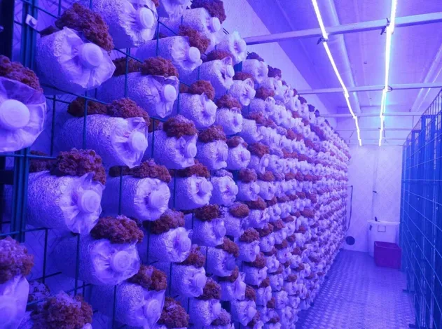 Mushroom Cultivation