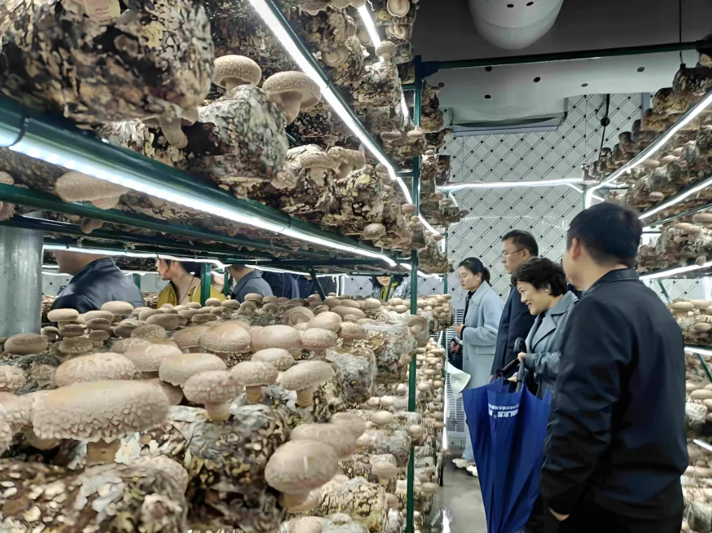 Smart Mushroom System 1