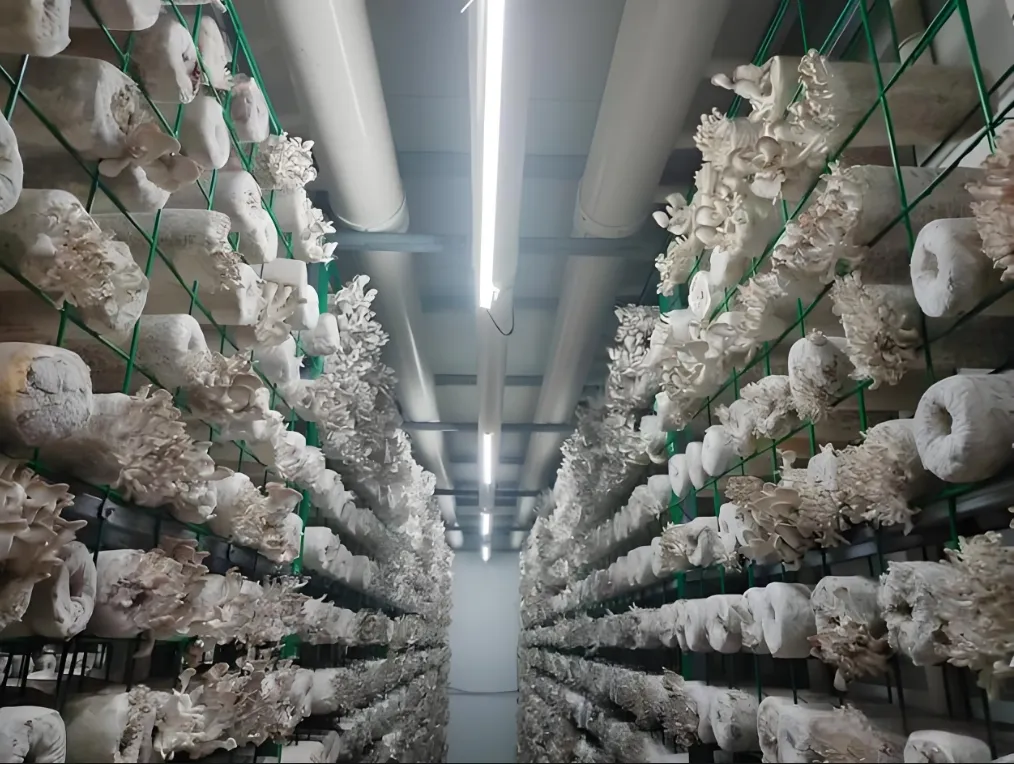 Smart Mushroom Planting System