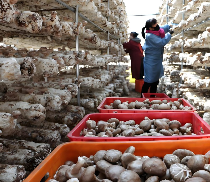 40 Foot Container Intelligent Mushroom Growing Smart Containment System