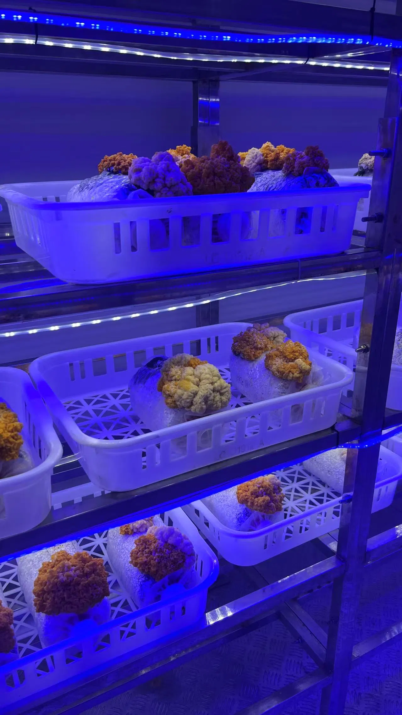 Automated Mushroom Cultivation Container Prefabricated House Design, Constant Temperature and Humidity System, User-Friendly.