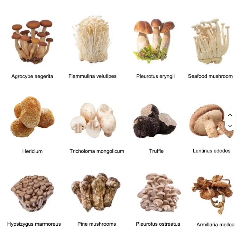 High-Efficiency Eco-Friendly Multi-Functional Smart Mushroom House Energy-Saving Prefab Cultivation System