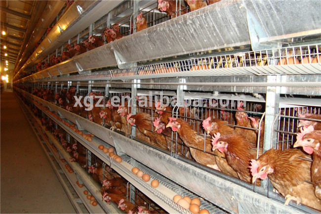 Popular Galvanized Customized Prefabricated Steel Structure Engineer Building Poultry Farm Chicken House Coop