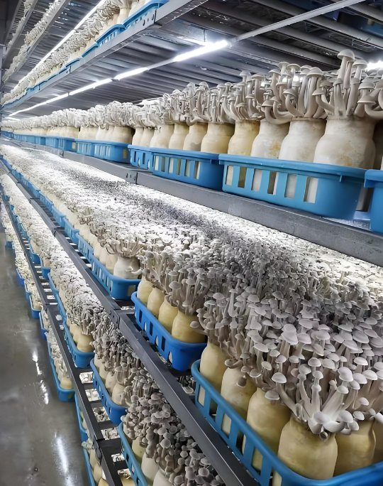 40 Foot Container Intelligent Mushroom Growing Smart Containment System