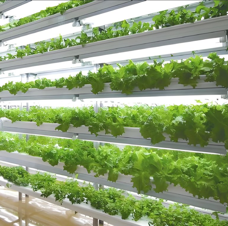 Automatic Time Smart Mushroom Planting System