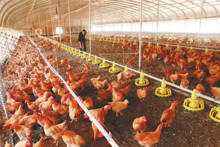 Automatic Prefabricated Steel Structure Poultry Farm Building Shed Broiler Commercial Chicken Houses