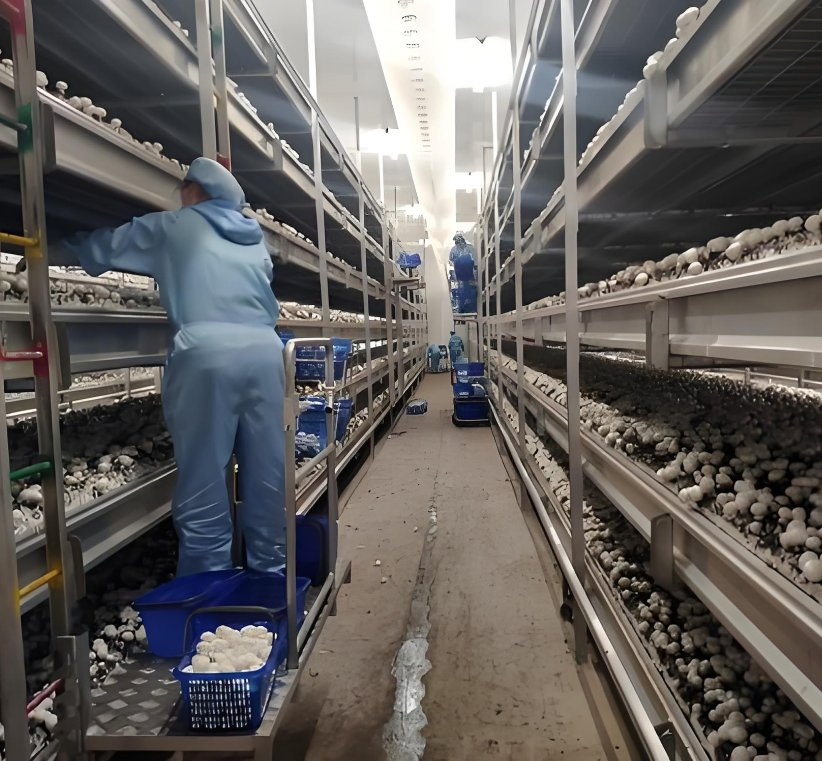 Intelligent Agriculture Commercial Passive Solar Oyster Mushroom Closed-Loop Habitat System