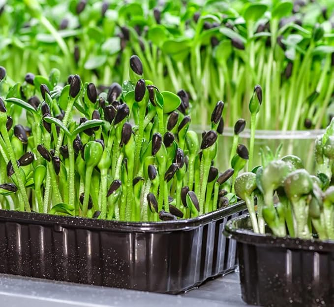 Professional Plastic Nursery Tray Vacuum System for Seedlings