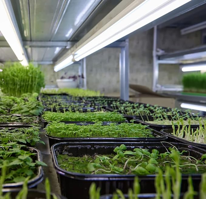 Professional Plastic Nursery Tray Vacuum System for Seedlings