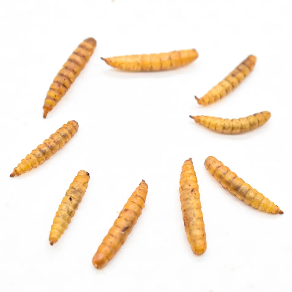 Dried Black Soldier Larvae