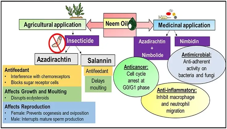 neem oil