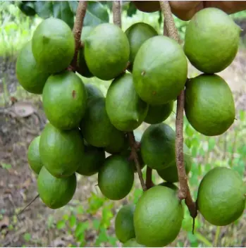 Jojoba Oil
