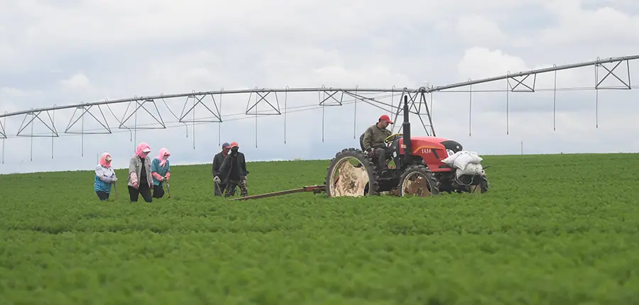 Agricultural applications of sweet orange oil extracts
